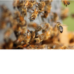 BEE BOI GANG