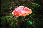 We is the MushroomS