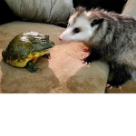 Possum/Frog Likers