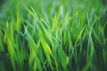 Certified Grass