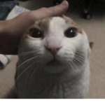 meow chocolate