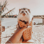coconut squad! <3