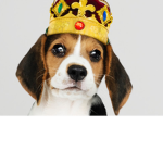 Doggy’s united!