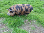 The Piglet Squad!
