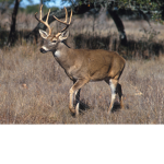 The Deer Group