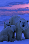 Soft Soft Bears!