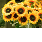 Sunflowers and nature world