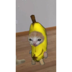 Happy happy happy cat
