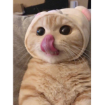 -+ kittykats love +-