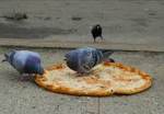 Happy Parrots