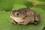 Croaking group