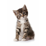 Cat .co