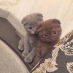NOTIFIEED