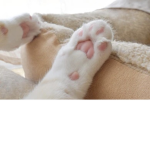 Toebean