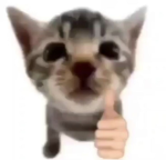 SILLY CAT CULT!!!