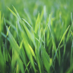 The grassy games