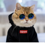 GANGSTER ŁIFE