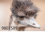 ObeseOstriches