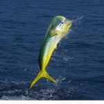 Man I Love Fishing