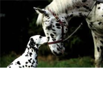 Horse lovers & Dog lovers
