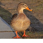 duckiey