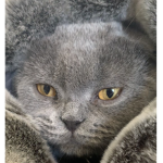 The Scottish fold group