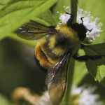 Bee robux