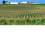 corn fans