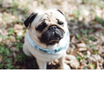 PUG SQUAD YAS MATERIEL GROWL