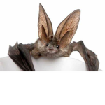 Bats Kingdom