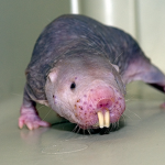 I ate my hamster