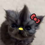 Meowl.
