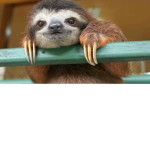 Sloth in the trees