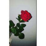 IIrosesII