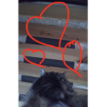 MEOW MEOW IS SO CUTE MEOW MEOW IS A CAT
