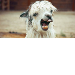 Random llama group