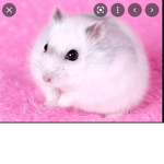 Cute little hamster!