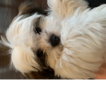 animals are the best so are dogs!