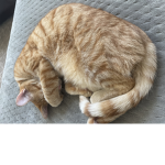 CATS_ARE_DA_BEST