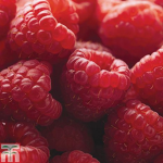 Rasberry GAMES!