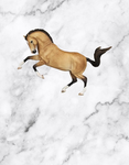 Sophie’s store for horse riders