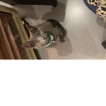 The cool cats best