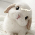Bunnyopsx