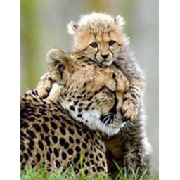 SAVE THE ANIMALS