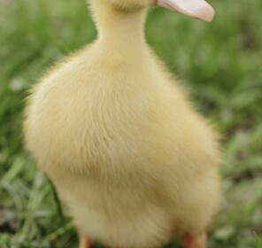 Duck Hangout Game