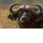 bramborak