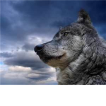 all beautiful animal lovers united