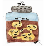 Army of Ant's