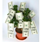 give me all your money