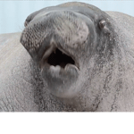 SEALS GANG